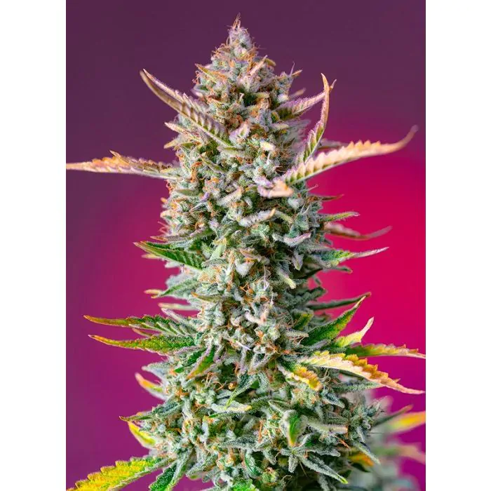 Gorilla Sherbet F1