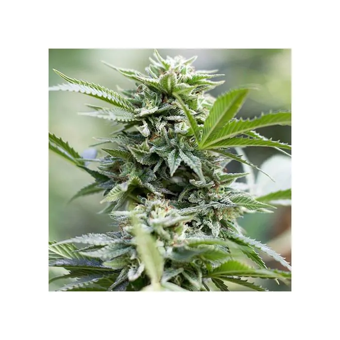 Guru Jack auto CBD