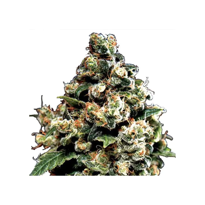 Jack Herer Greenhouse Seeds