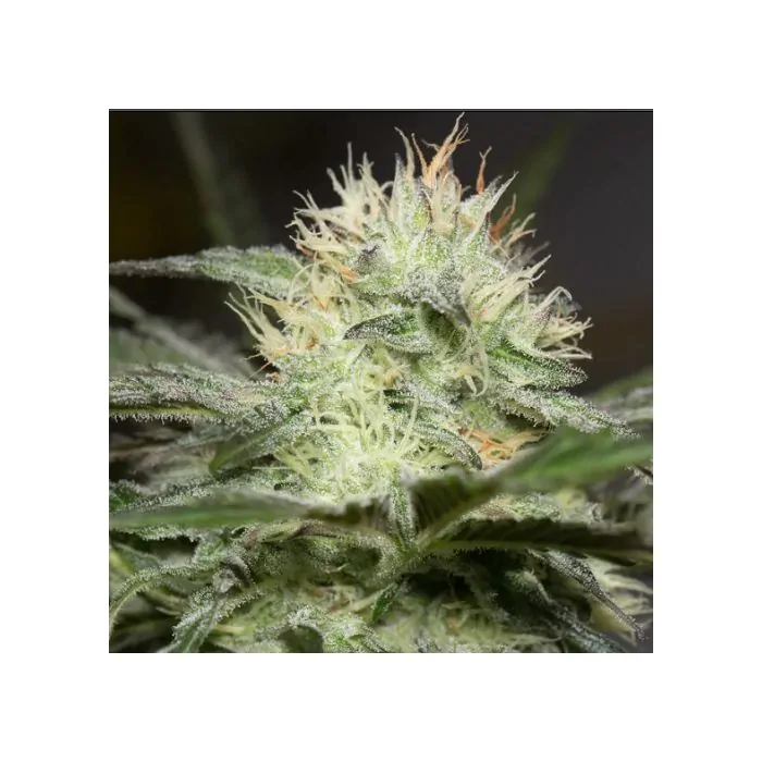 lemon sorbet silent seeds