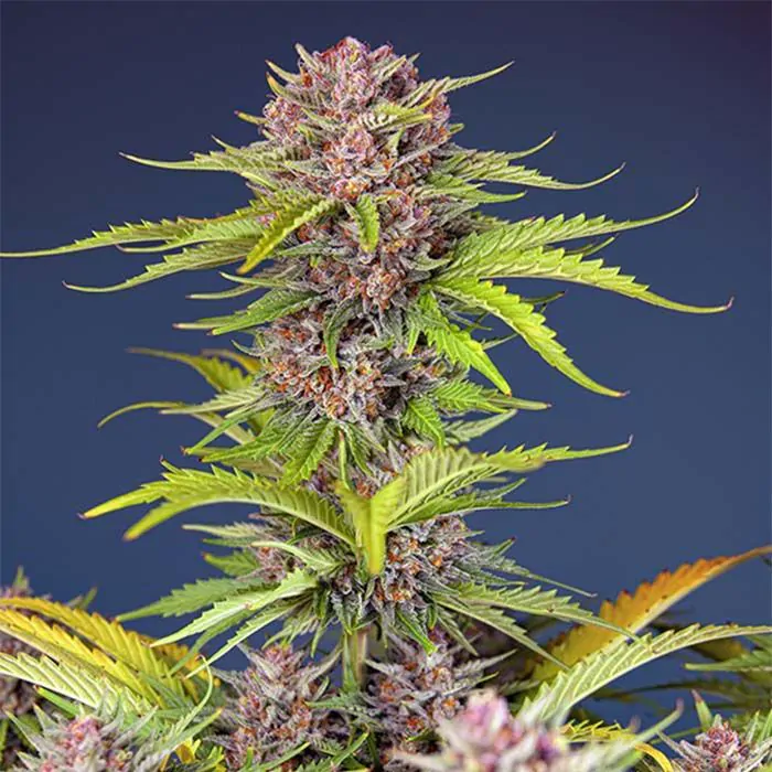 Mimosa x Bruce Banner XL autofiorente