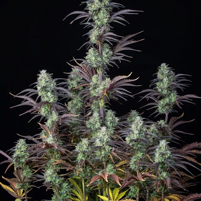 mimosa cake auto