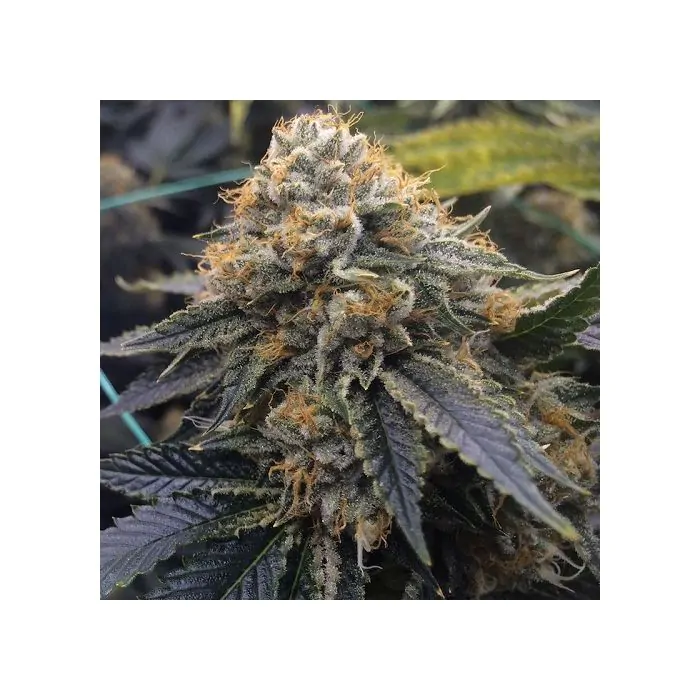 OG Kush