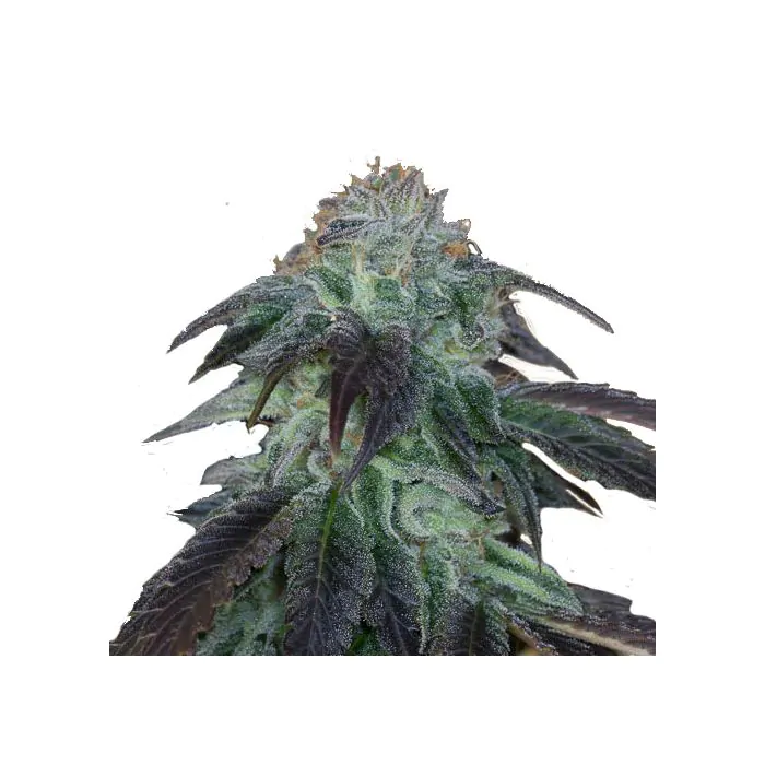 OG Kush auto humboldt
