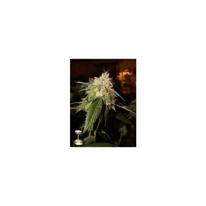 OG Kush