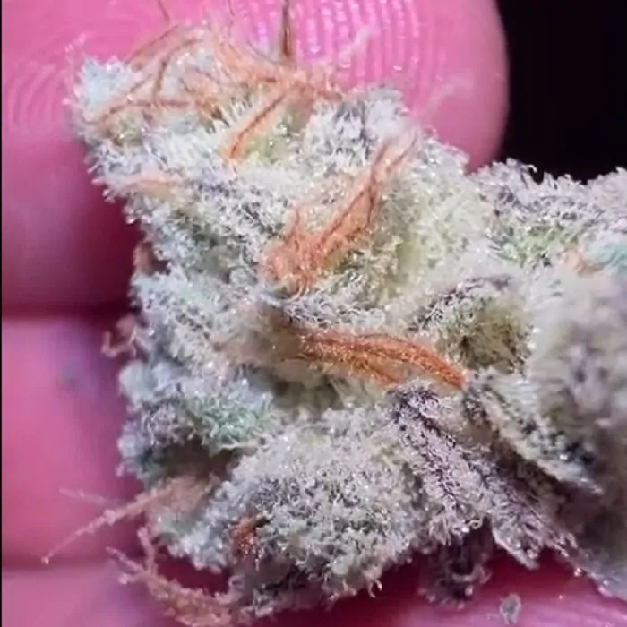 Orange 76