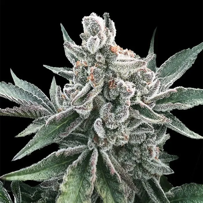 polar gelato