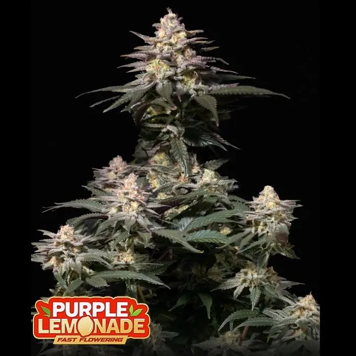 purple lemonade FF