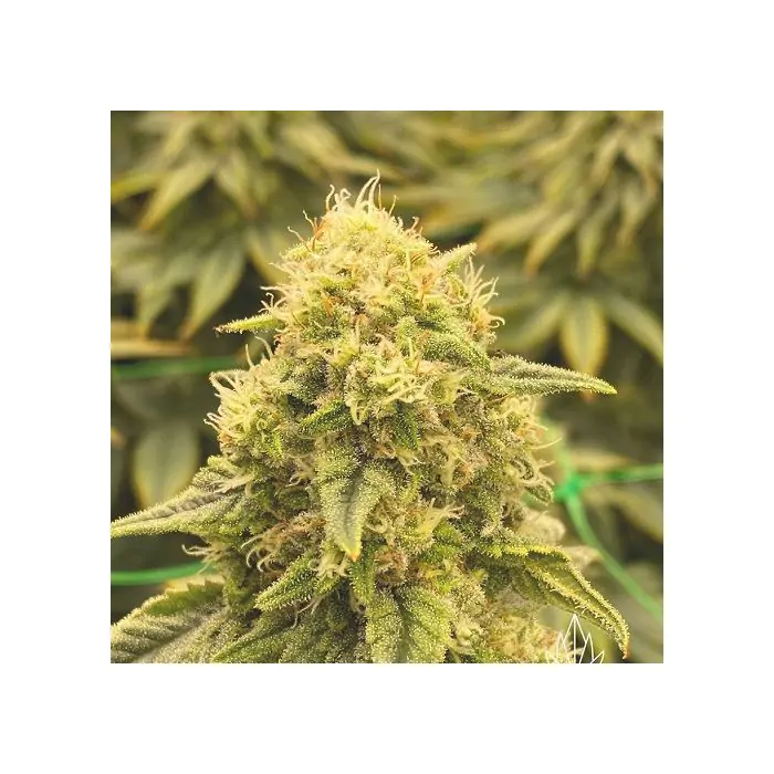Guru Berry F1CBD