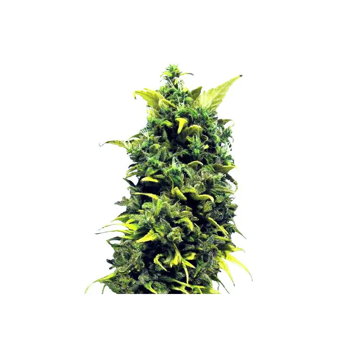 Royal Queen Seeds Blue Cheese Femminizzata