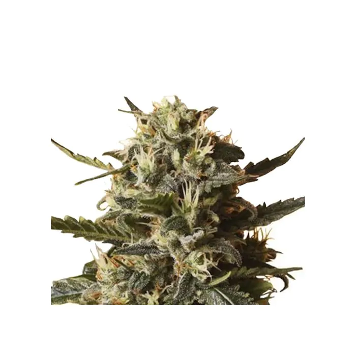 Royal Queen Seeds Bubblegum XL Femminizzata