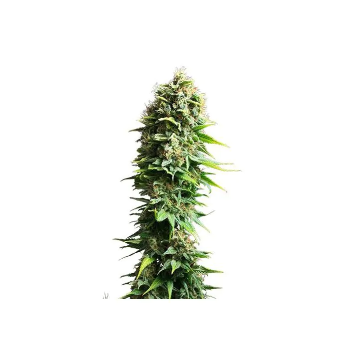 Royal Queen Seeds Fruit Spirit