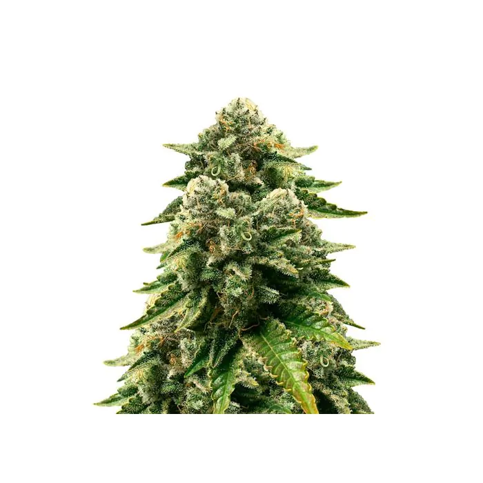 Royal Queen Seeds Ice - Femminizzata