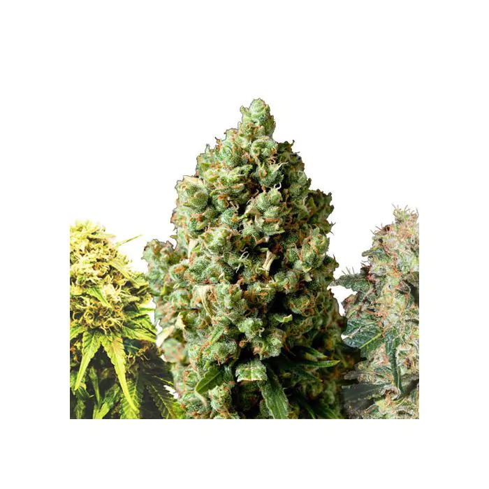 Royal Queen Seeds Mix Femminizzato - Critical e White Widow