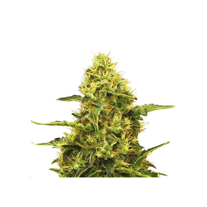 Royal Queen Seeds Northern Light Femminizzata