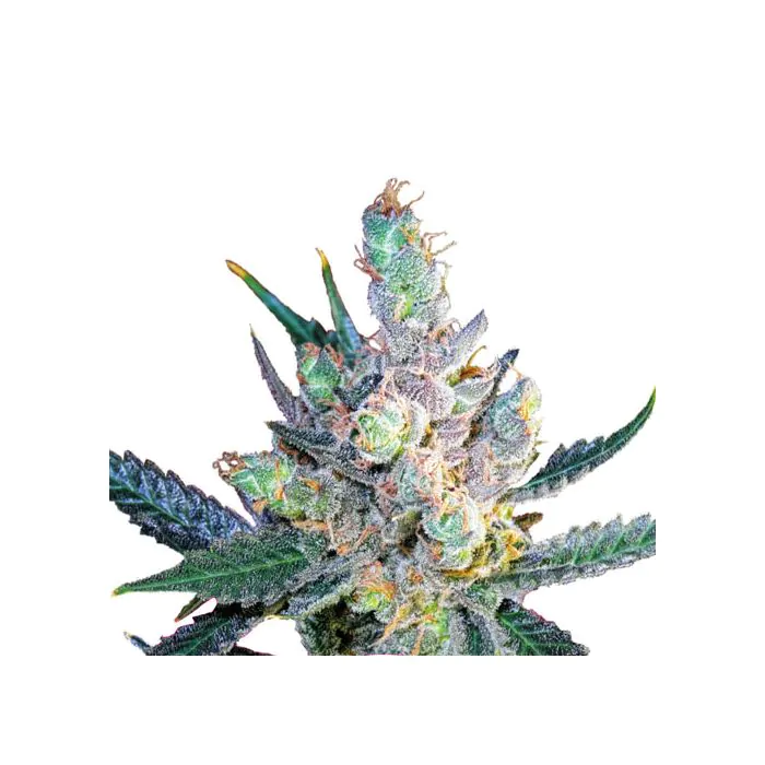Royal Queen Seeds  Royal Cheese Fast Femminizzata