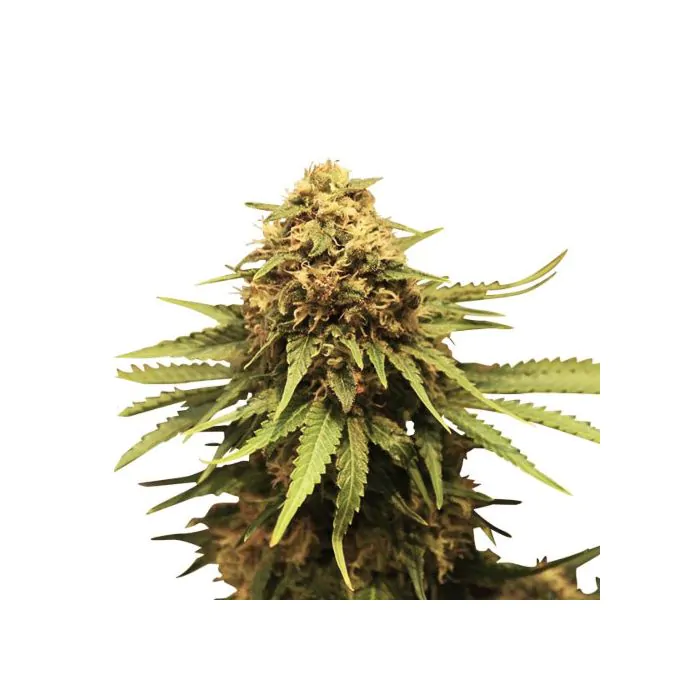 Royal Queen Seeds Royal Domina - Femminizzata