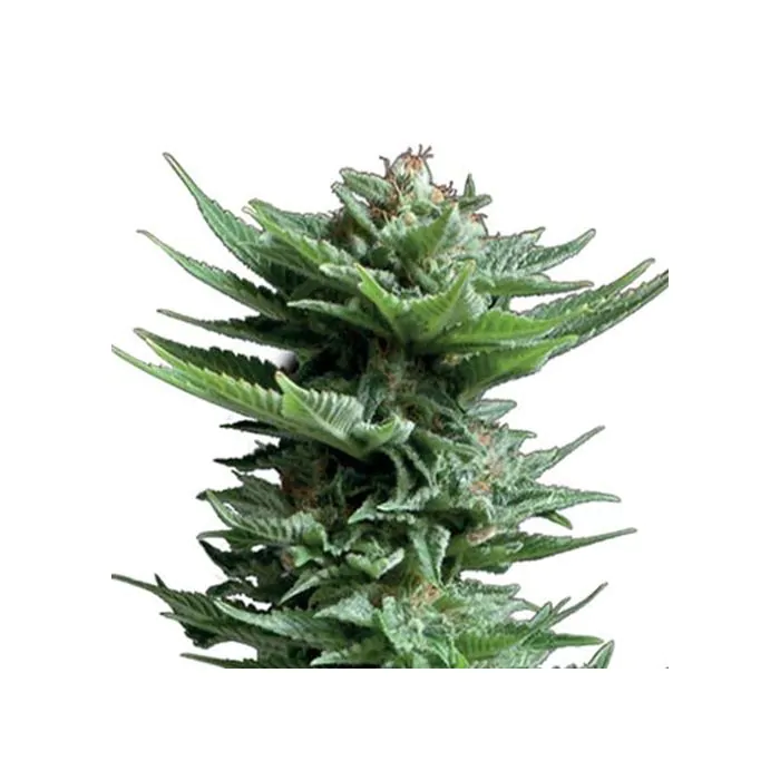 Royal Queen Seeds Shining Silver Haze