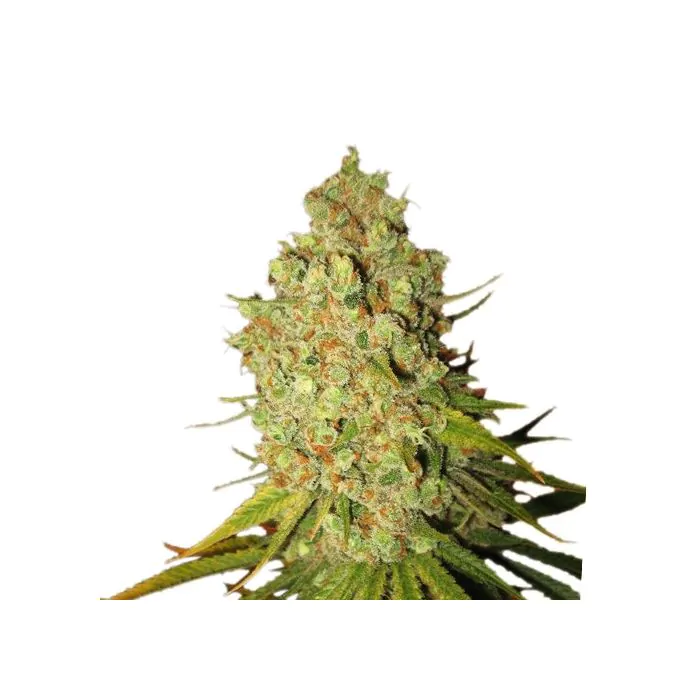Royal Queen Seeds Special Kush #1 Femminizzata
