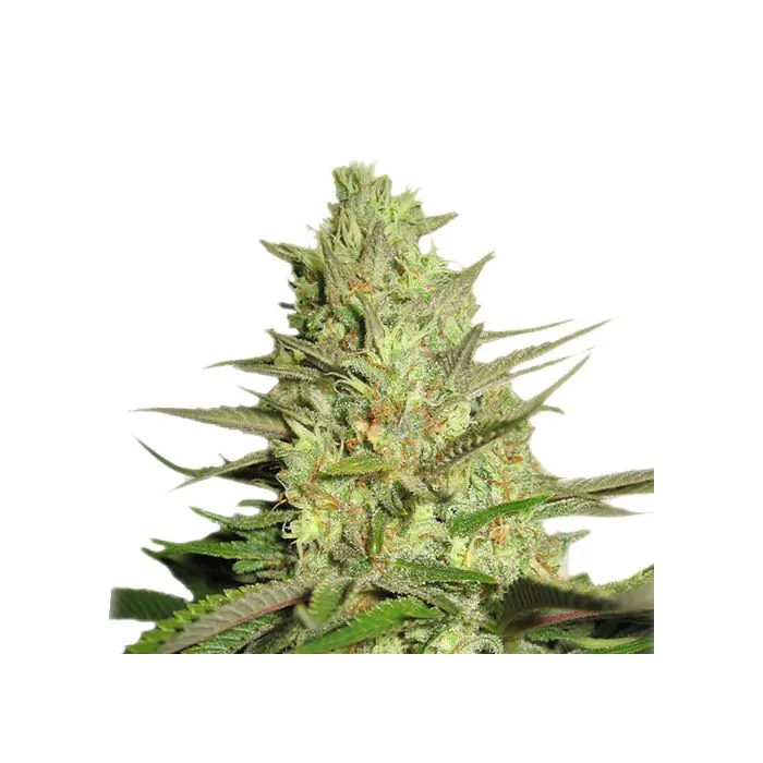 Royal Queen Seeds Special Queen #1 Femminizzata