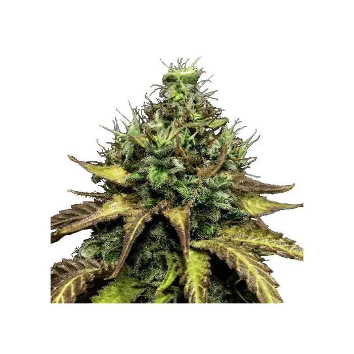 Sensi Seeds Sensi #140 - Femminizzata