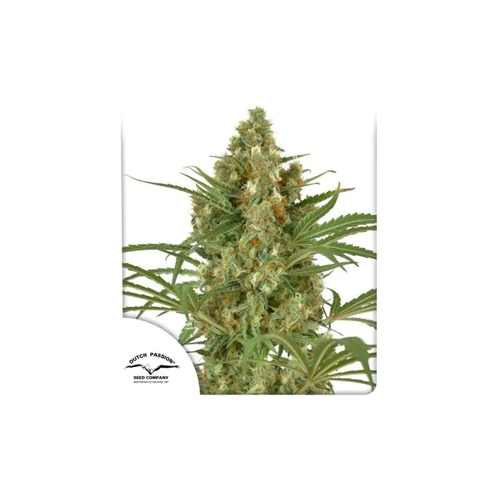 Snow Bud