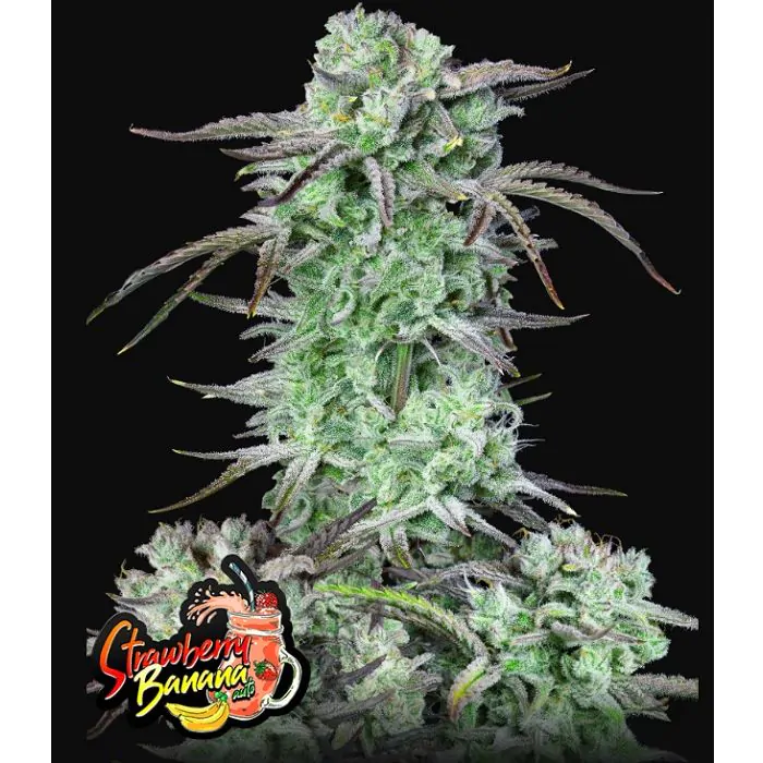 strawberry banana auto