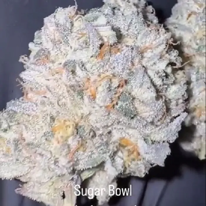 Sugar Bowl Fem