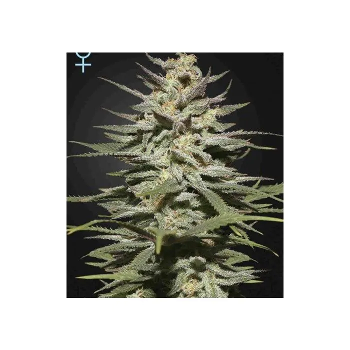 super lemon haze