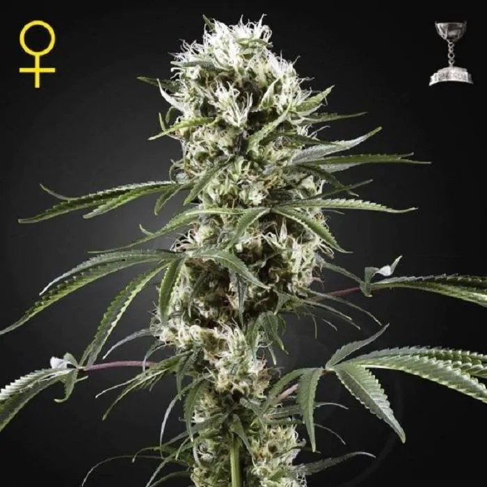 super lemon haze