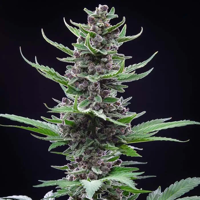 Tropicana Cookies Auto fastbuds