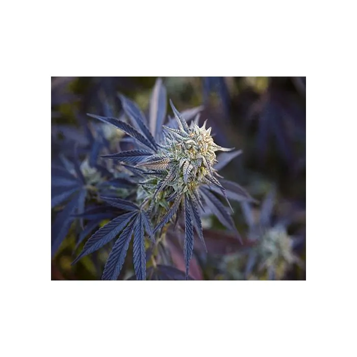 L.A. Vanilla Cake Silent Seeds 1