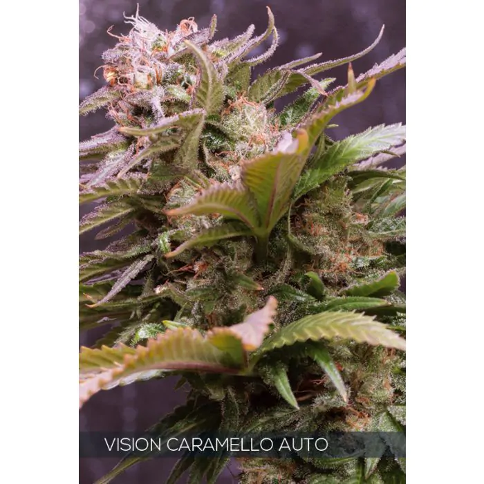 Vision caramello auto