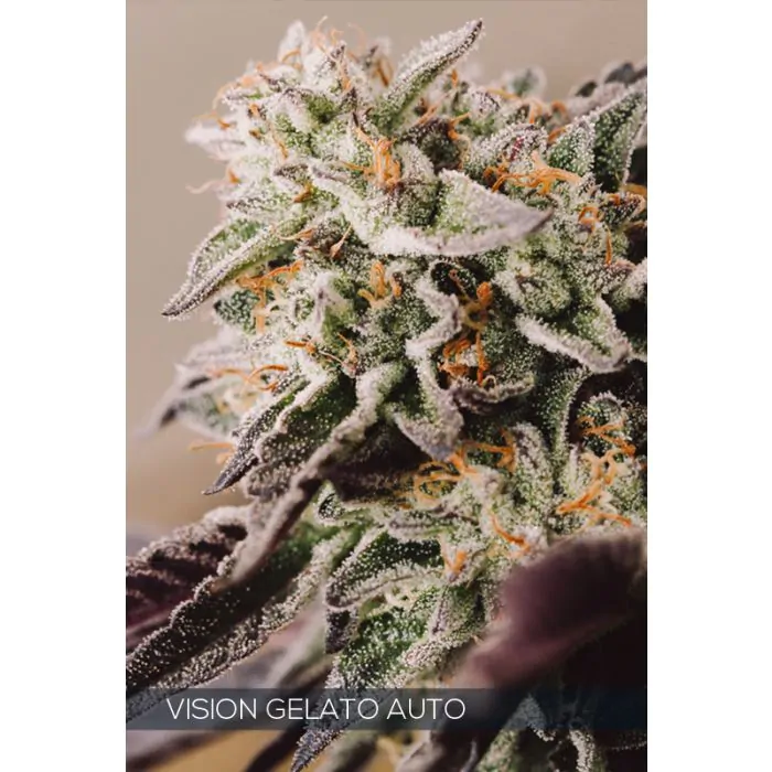 Vision gelato auto