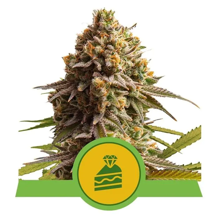 Wedding cake auto royal Queen