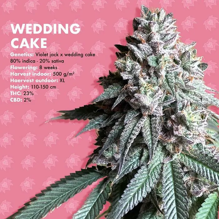 Wedding Cake lion's bud