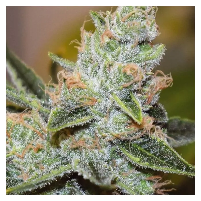 wedding cake x triple OG