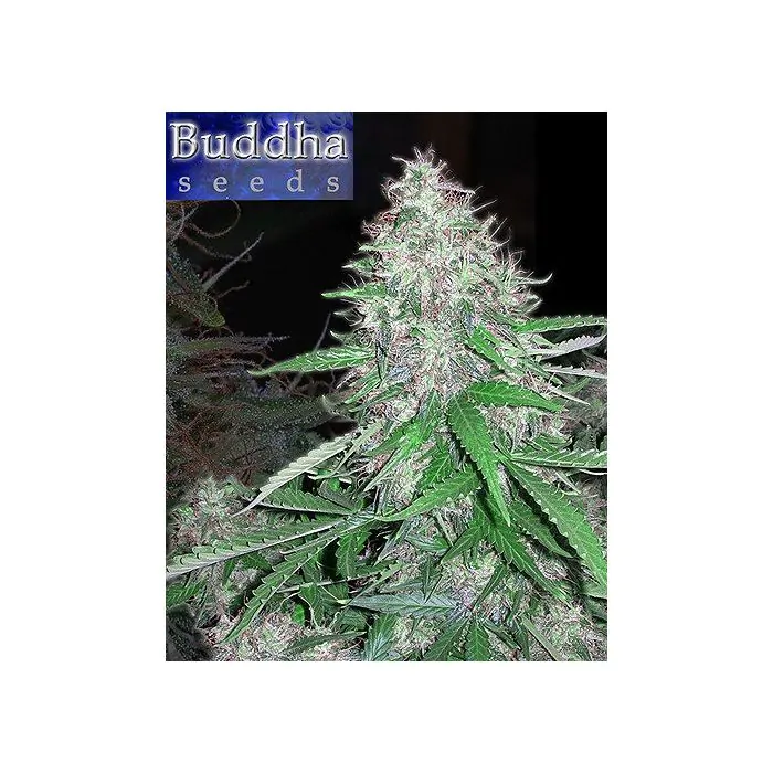 White Dwarf auto