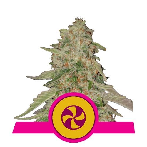 Semi Cannabis Sweet ZZ Femminizzati Marijuana