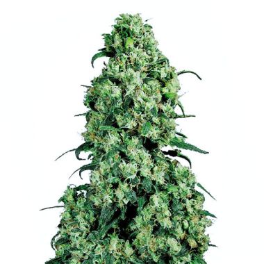 Jack Herer® Semi di Cannabis Femminizzati – Sensi Seeds