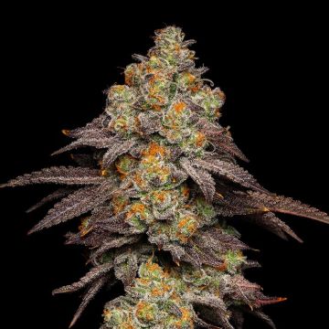 Big Z Cookies Seed Bank