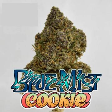 orange cookies cbd weed rush