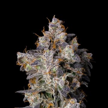 Cherry Zelato Cookies Seedbank