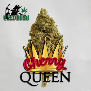 Cherry Queen CBD