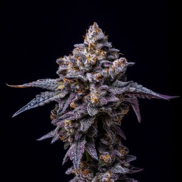 Hollywood Cookies Seedbank