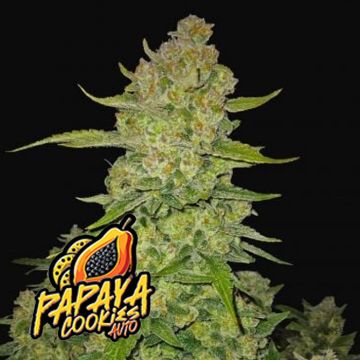 Papaya Cookies Auto Fast Buds