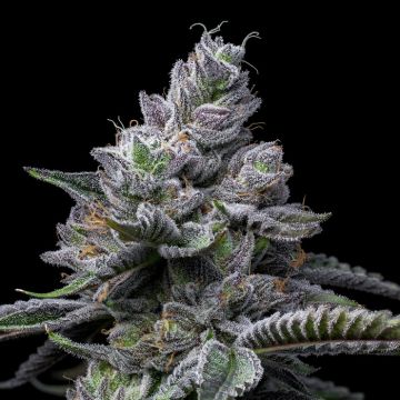 RS11 x Hollywood Cookies Seedbank