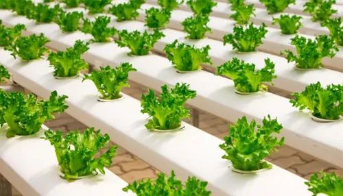 Hydroponic nutrients how to fertilize your plants in the right way