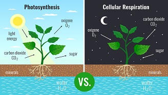 Photosynthesis in Plants: Everything You Need to Know