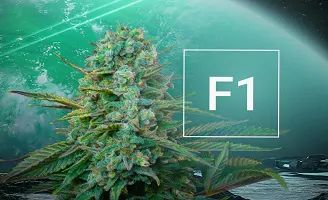 Autoflowering F1 hybrid seeds from royal queen seeds